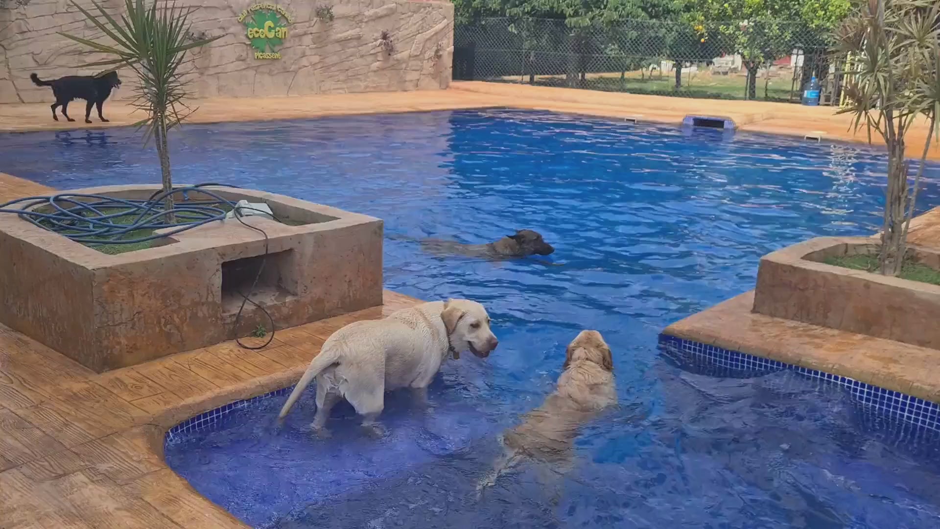 Cargar video: Ecocan residencia canina con piscina para perros