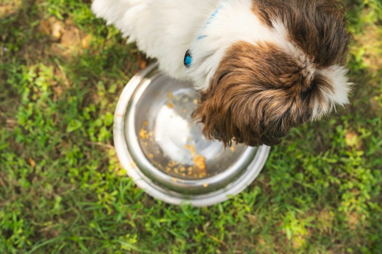 ¿Por qué elegir productos naturales para tu mascota? Beneficios de la nutrición sin aditivos ni subproductos