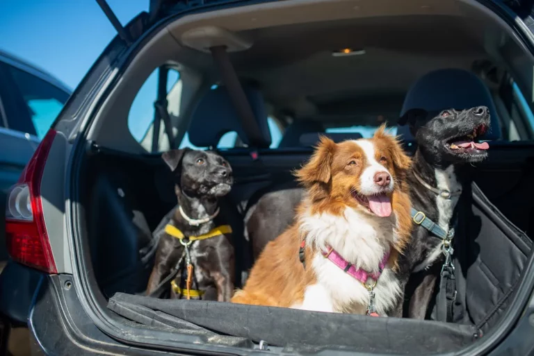 Transportes de Mascotas: ¿Cómo Garantizar un Viaje Seguro y Cómodo para tu Perro?