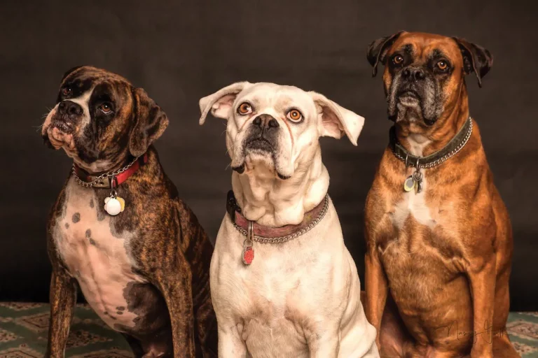 Residencia para perros: ¿por qué tu mascota merece un descanso en un entorno natural?