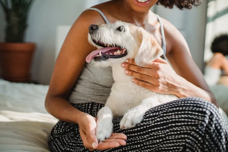 Cuidado Canino en Verano: Consejos para Proteger a tu Perro del Calor y Mantenerlo Cómodo