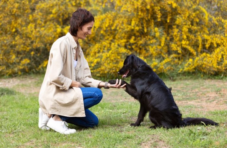 Adiestramiento canino en Valencia: lo que debes saber