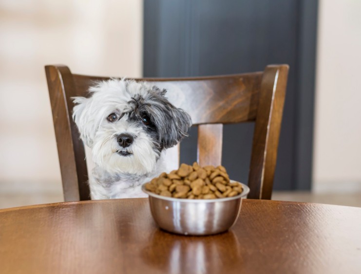 Nutrición personalizada perros: claves para una dieta premium
