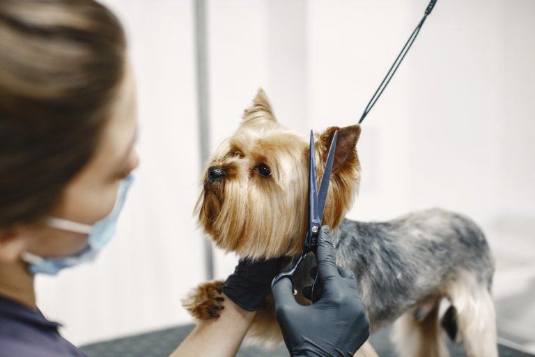 Peluquería canina premium en Valencia: cuándo y por qué elegirla