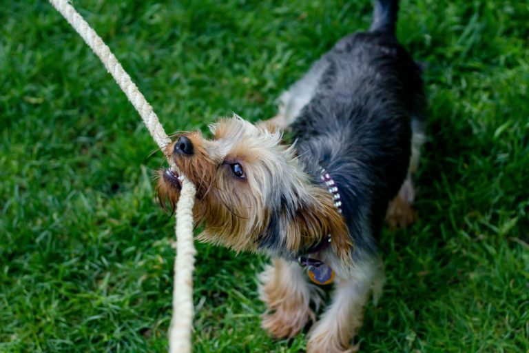 Residencia canina Valencia: Guía sin jaulas para tu perro