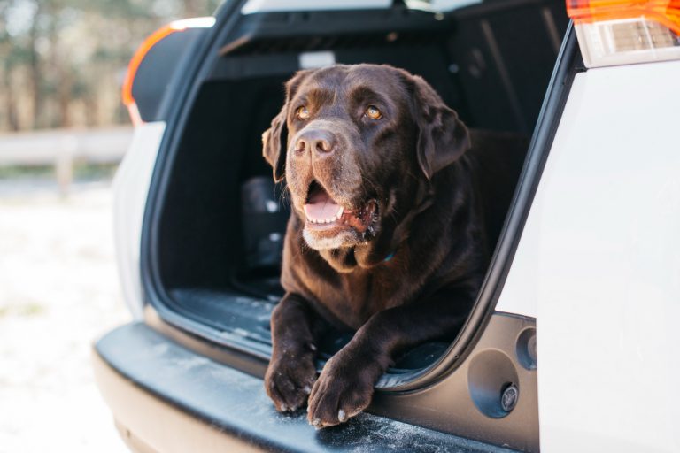 Transporte especializado de perros: soluciones reales para tus viajes sin estrés