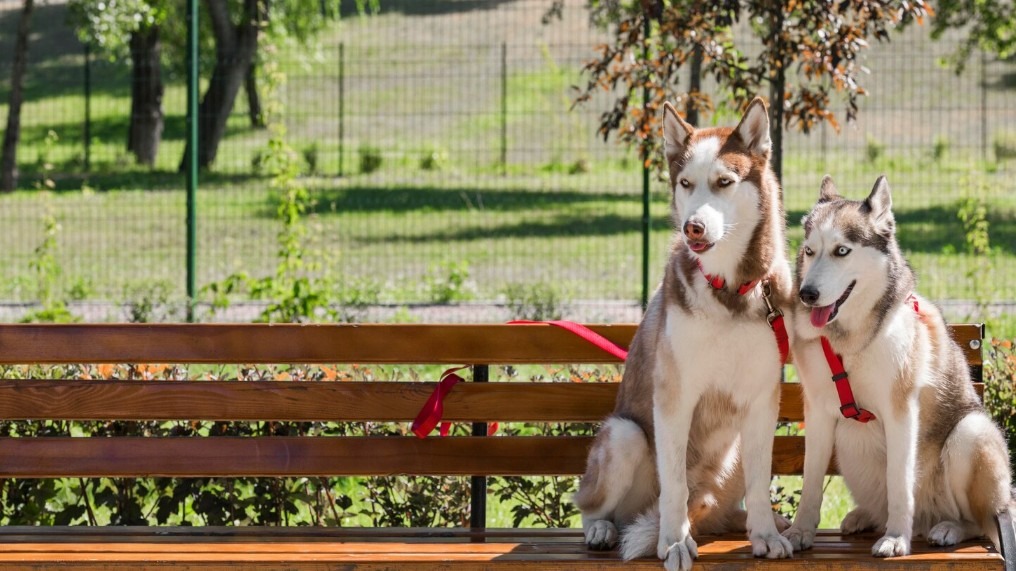 Cómo elegir entre residencia canina o cuidador a domicilio