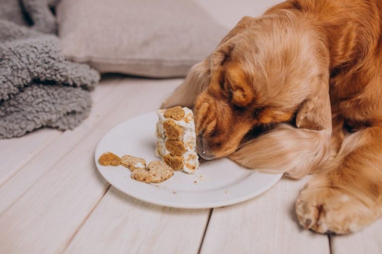 Cómo evitar sobrepeso en perros: pautas de alimentación y rutinas