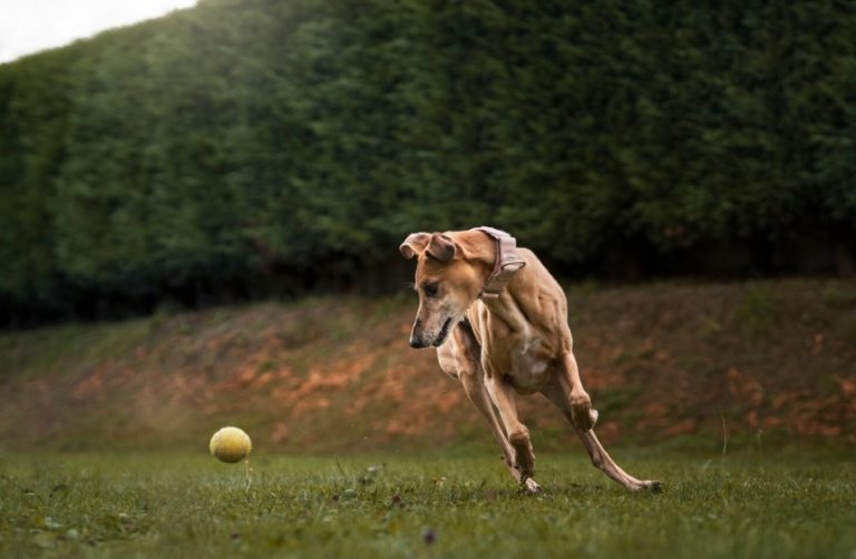 Guía: Cómo preparar a tu perro para su primera estancia en residencia