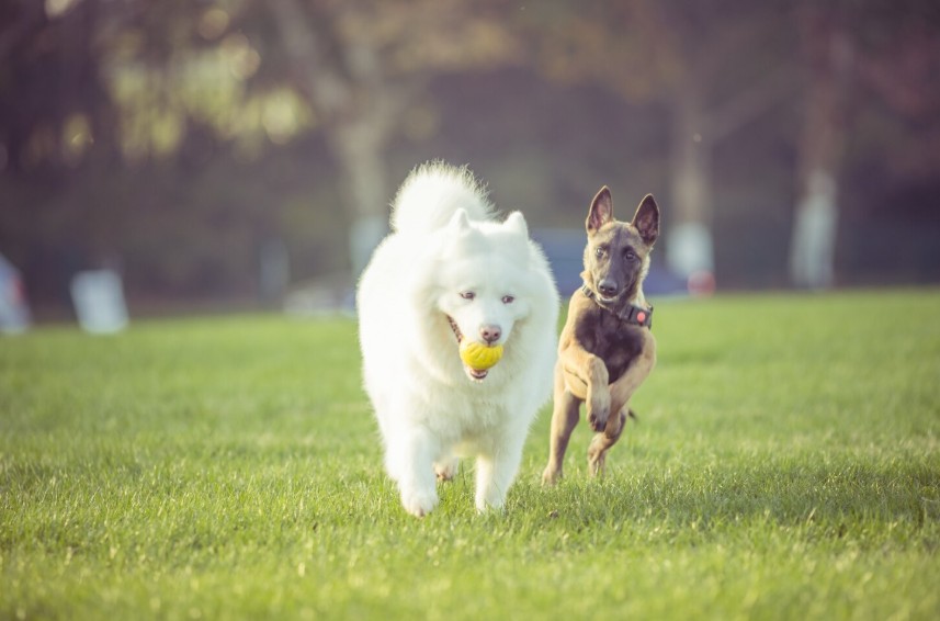 Socialización canina en residencia: ventajas para tu mascota