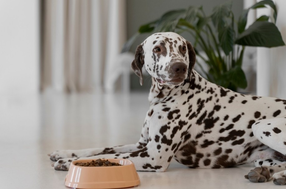 Nutrición personalizada para perros según edad, raza y estilo de vida