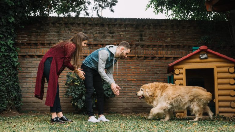 ¿Cómo hacer la estancia del perro más ecológica?: residencias sostenibles