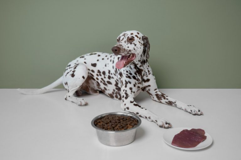 Dietas para perros con alergias o sensibilidades: ¿cómo elegir bien?