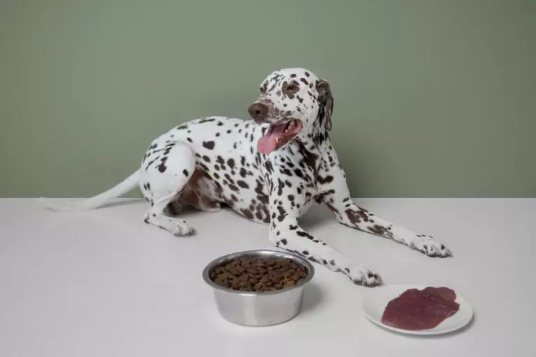 Dietas para perros con alergias o sensibilidades: ¿cómo elegir bien?