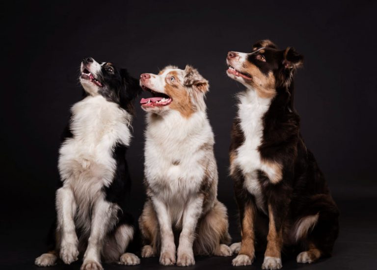Grooming especializado para razas grandes: cuidados y necesidades