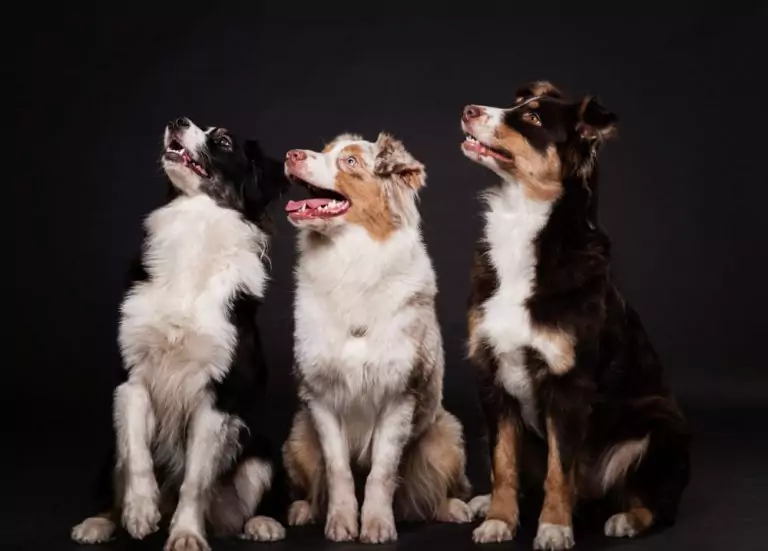 Grooming especializado para razas grandes: cuidados y necesidades