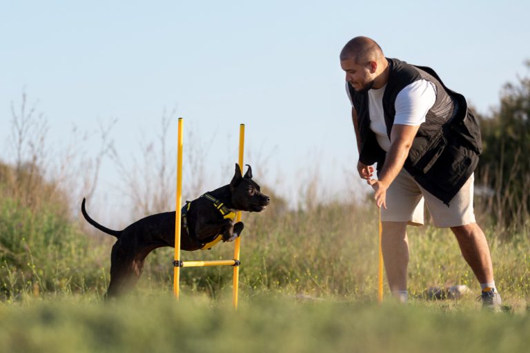 Guía: Adiestramiento integral en perros – desde cachorros a adultos