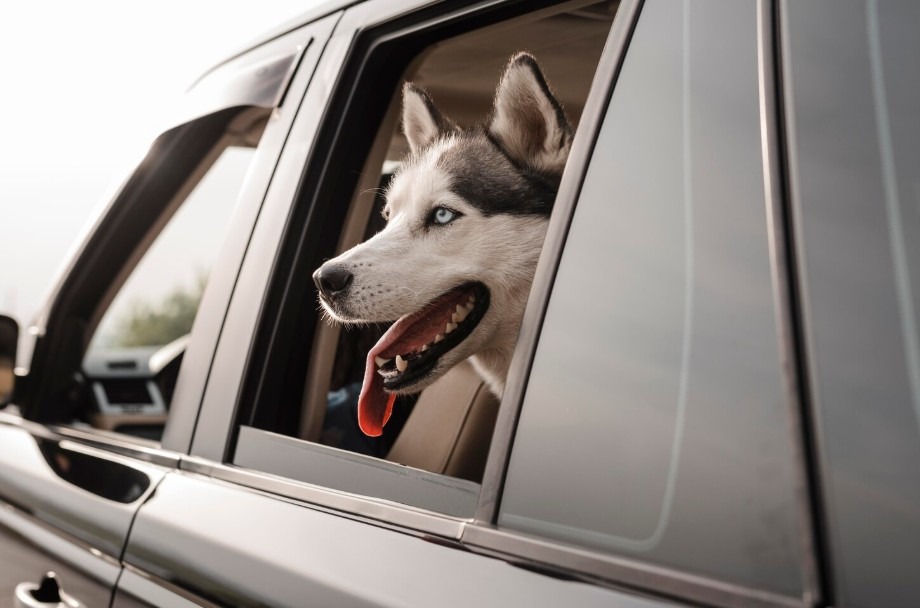 Transporte de perros reactivos o de razas grandes: servicio seguro