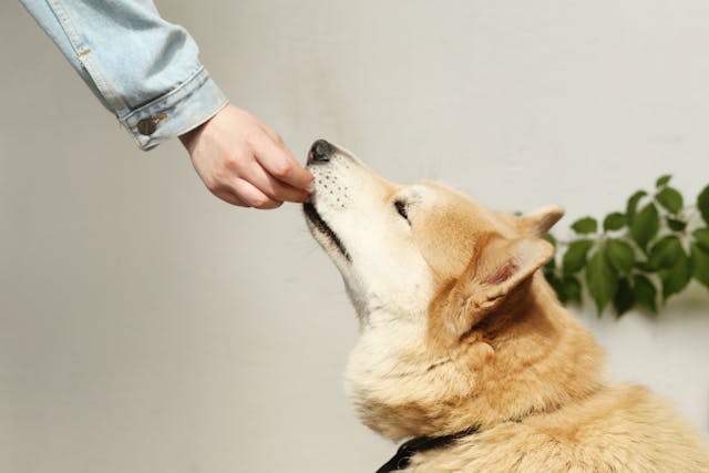 Cómo elegir un alimento natural para tu perro: criterios clave