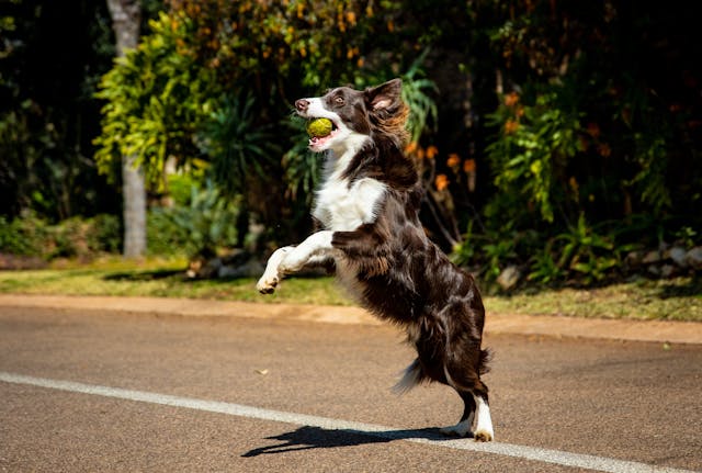 Cuidado integral del perro: la experiencia Ecocan en Valencia
