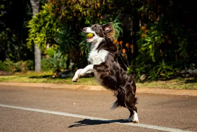 Cuidado integral del perro: la experiencia Ecocan en Valencia