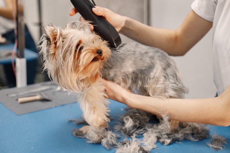Peluquería canina ecológica: ingredientes, tratamientos y beneficios