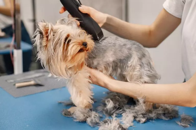 Peluquería canina ecológica: ingredientes, tratamientos y beneficios