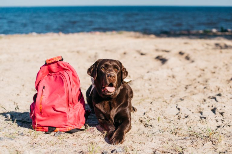 ¿Qué hacer antes, durante y después de unas vacaciones con tu perro?