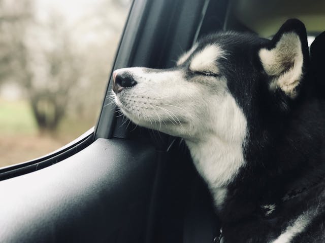 Transporte ecológico para perros: menos estrés y más bienestar