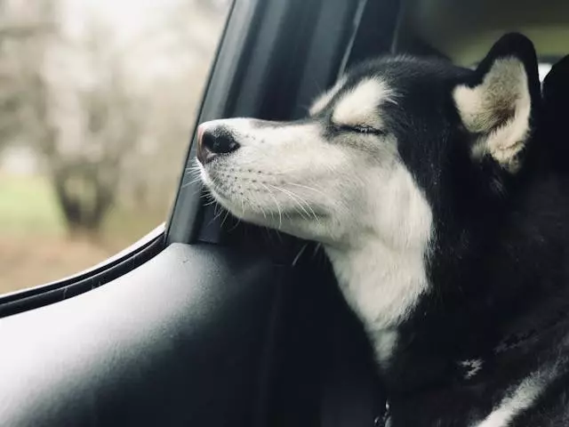 Transporte ecológico para perros: menos estrés y más bienestar