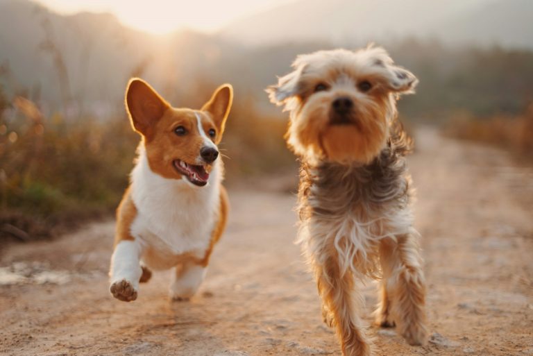 Adiestramiento para familias primerizas: ¿cómo empezar con tu perro?