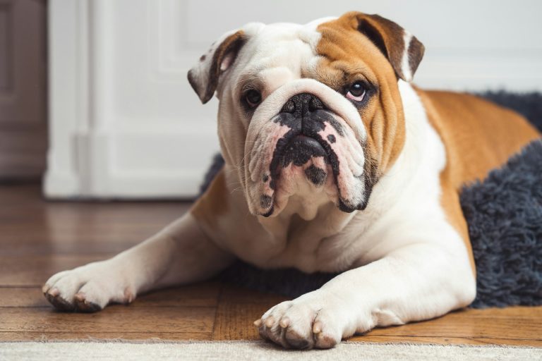 ¿Cómo preparar el último minuto para dejar a tu perro en la residencia?