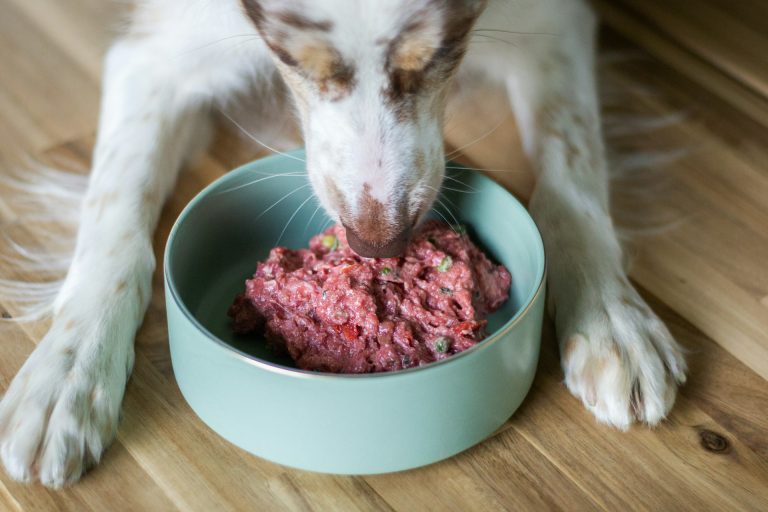 Nutrición personalizada para cachorros: crecimiento y salud óptima