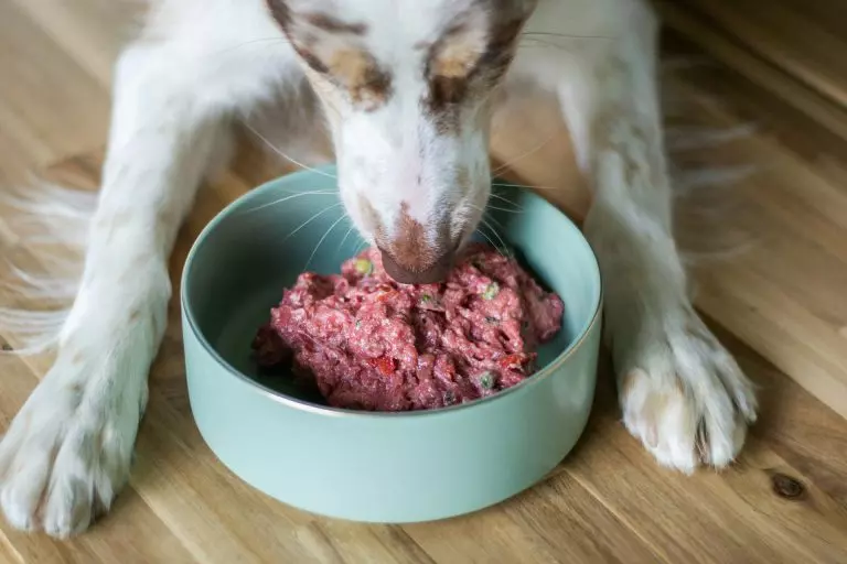 Nutrición personalizada para cachorros: crecimiento y salud óptima