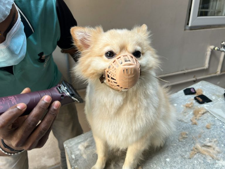 Peluquería canina para razas pequeñas: cuidados especiales
