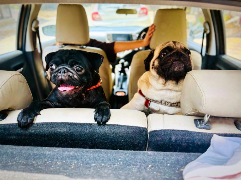 Viajar con perros: guía de transporte y bienestar