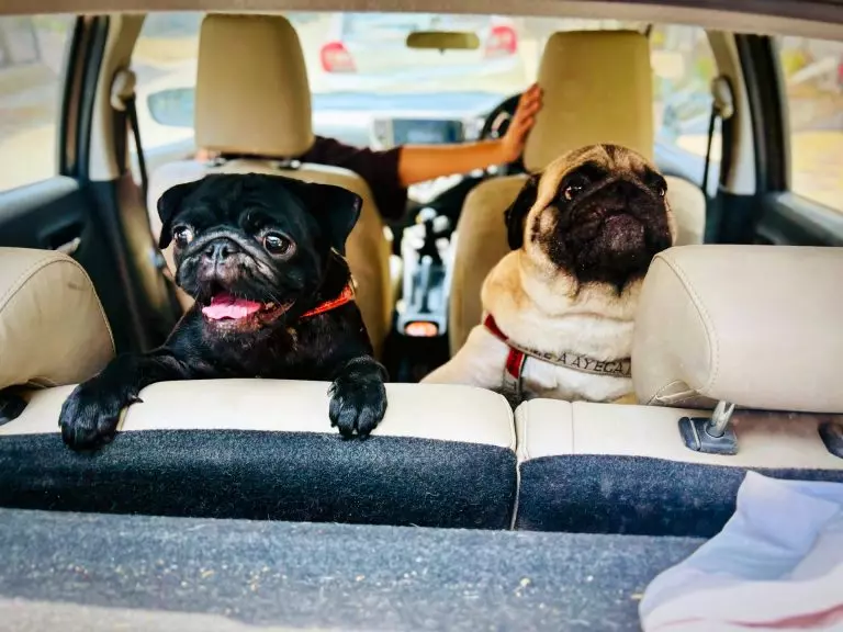 Viajar con perros: guía de transporte y bienestar