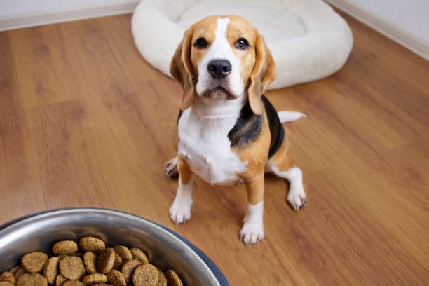 ¿Cómo saber si el pienso de tu perro es el adecuado?