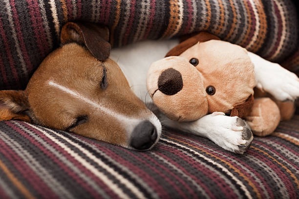 Mejor residencia canina en Valencia: guía para elegir