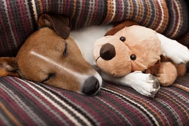 Mejor residencia canina en Valencia: guía para elegir