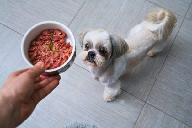 Nutricionista canino: ¿cuándo acudir a un experto?