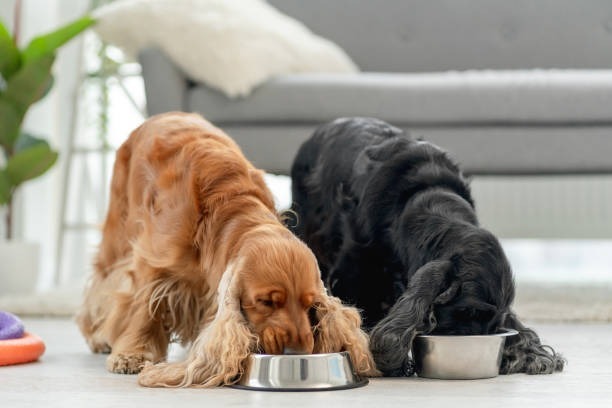 Residencia canina con alimentación personalizada