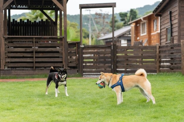 Cuidado perros: claves de confianza