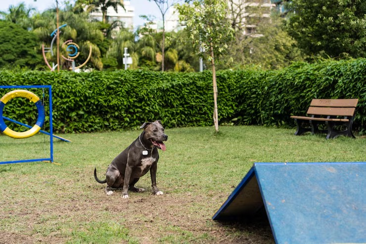 Guardería canina Valencia: ¿cuándo contratarla?