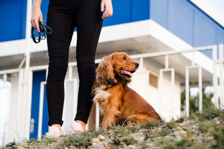 Hotel canino Valencia: señales para elegir bien