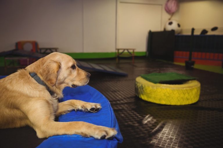 Residencia canina Valencia: precios y reservas