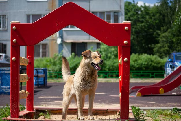 Residencia perros Valencia: errores al reservar