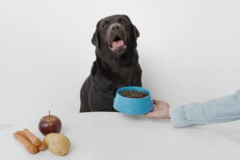 Alimentación de perros en Valencia: dudas frecuentes