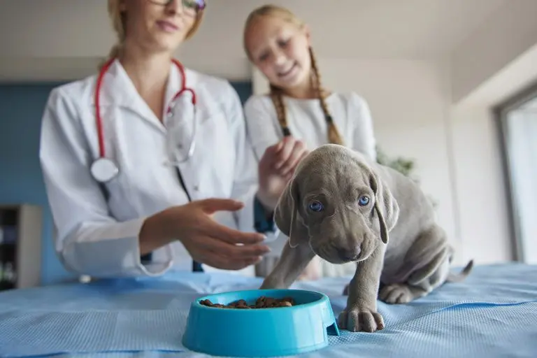 Nutricionista canino en Valencia: qué hace y cómo es la consulta