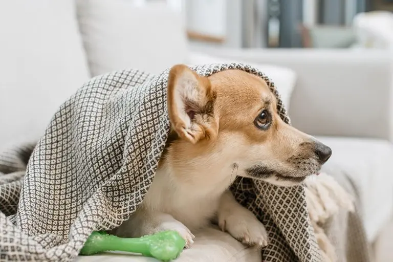 Perros con alergias alimentarias: señales y dieta